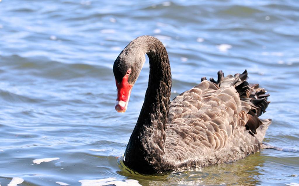 Black Swan Lakeside Boutique Hotel Rotorua Kültér fotó
